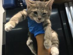 Shelter Stray Male Cat last seen Near BLOCK ODLUM DR, INDIO CA 92201, Thousand Palms, CA 92276
