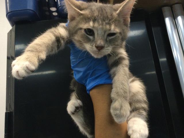 Shelter Stray Male Cat last seen Near BLOCK ODLUM DR, INDIO CA 92201, Thousand Palms, CA 92276