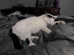 Reunited Male Cat last seen Between Book rd and Butter rd, Hamilton, ON L9G 3L1