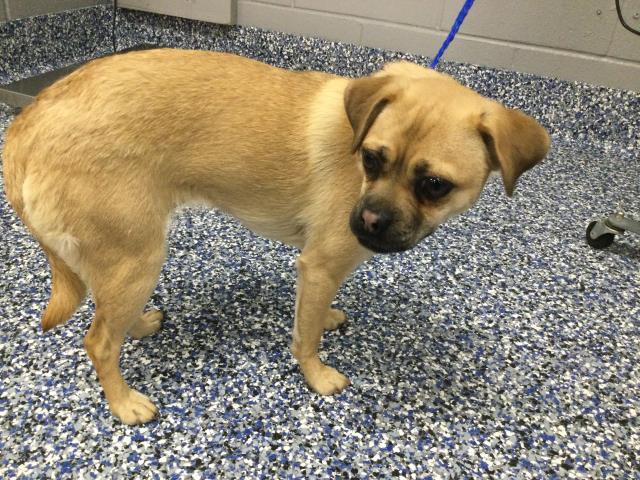 Shelter Stray Female Dog last seen MONTEREY AVE PALM DESERT CA 92260, Thousand Palms, CA 92276
