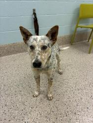 Shelter Stray Female Dog last seen I-70 & PICADILLY, Brighton, CO 80601
