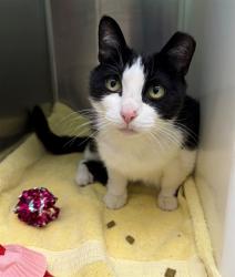 Shelter Stray Female Cat last seen I25 AND 84TH AVE, Brighton, CO 80601