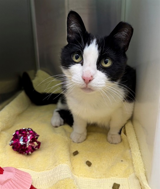 Shelter Stray Female Cat last seen I25 AND 84TH AVE, Brighton, CO 80601