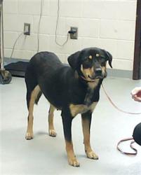 Shelter Stray Female Dog last seen Near BLOCK VARSITY DR, FAYETTEVILLE NC 28301, Fayetteville, NC 28306