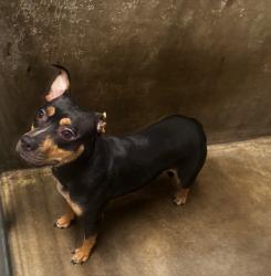 Shelter Stray Female Dog last seen , Los Angeles, CA 91405
