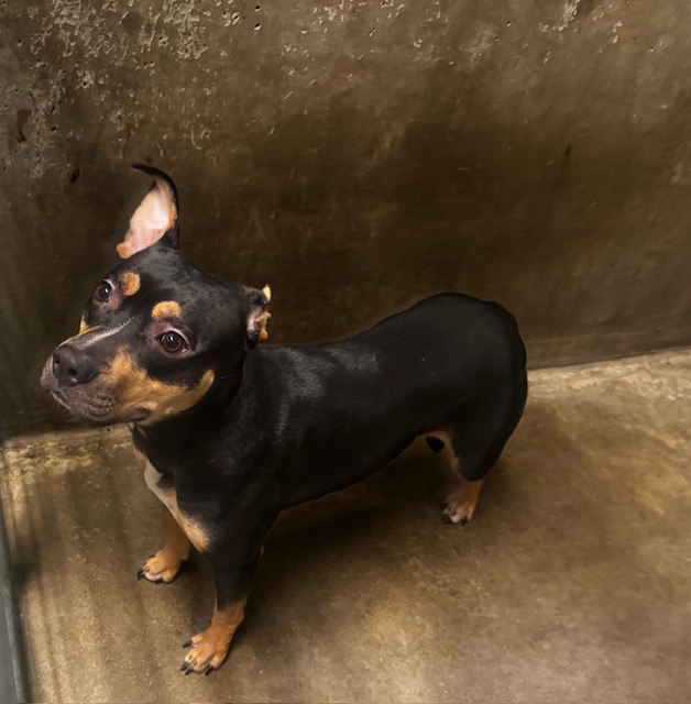 Shelter Stray Female Dog last seen , Los Angeles, CA 91405