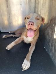 Shelter Stray Female Dog last seen Near BLOCK CATALINA, San Antonio, TX 78227