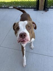 Shelter Stray Male Dog last seen Near , Indianapolis, IN 46221