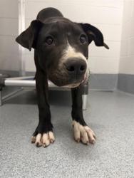 Shelter Stray Male Dog last seen Near , Indianapolis, IN 46221