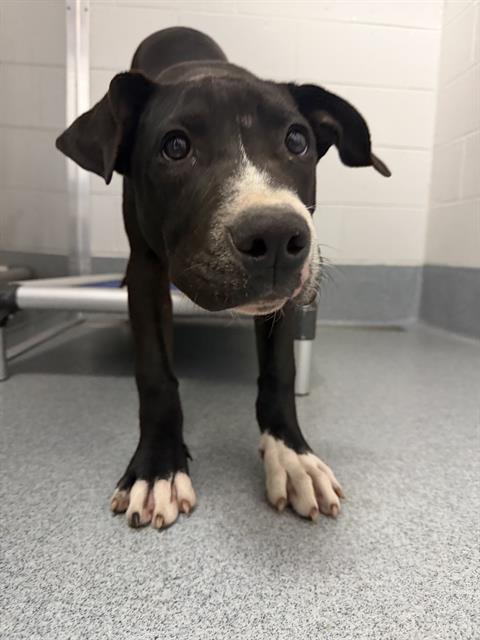 Shelter Stray Male Dog last seen Near , Indianapolis, IN 46221