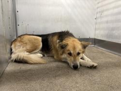 Shelter Stray Female Dog last seen CHESTNUT, San Bernardino, CA 92401