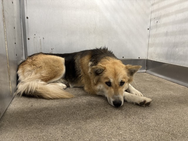Shelter Stray Female Dog last seen CHESTNUT, San Bernardino, CA 92401
