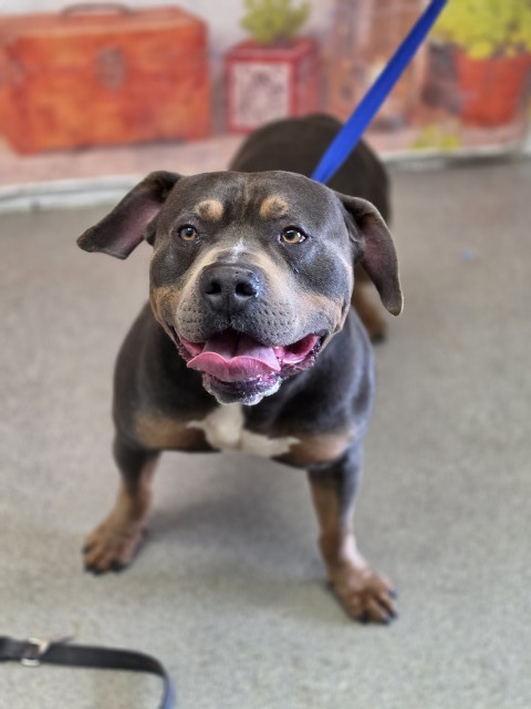 Shelter Stray Male Dog last seen W C ST & PENNSYLVANIA AVE, COLTON, CA, 92324, USA, 333 Chandler Pl, San Bernardino, CA 92408, USA