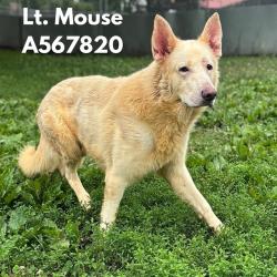 Shelter Stray Male Dog last seen Near BLOCK CAP ADKINS, Huntsville, AL 35805