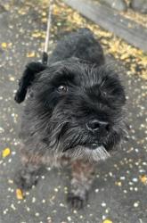 Shelter Stray Male Dog last seen FULTON AVE & ROSEVILLE RD, 2127 Front St, Sacramento, CA 95818, USA