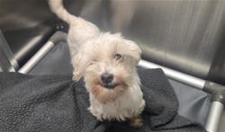 Shelter Stray Female Dog last seen Near BLOCK N QUEBEC ST, DENVER CO 80207, Denver, CO 80223