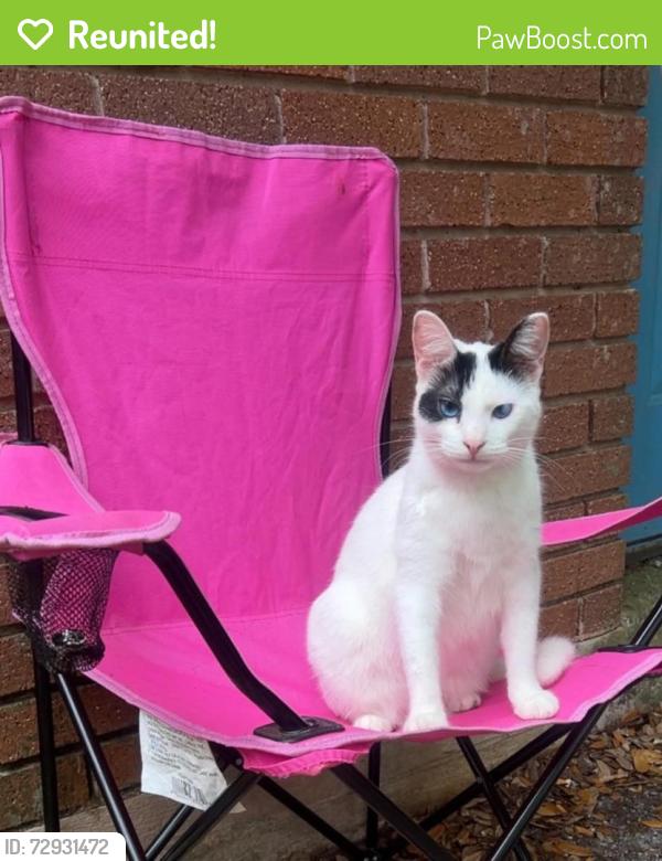 Reunited Male Cat last seen Oak dr, Huisache, Circle Way, Lake Jackson, TX 77566