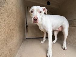 Shelter Stray Female Dog last seen Near BLOCK PEPPERWELL OAKS DR, OKLAHOMA CITY OK 73165, Oklahoma City, OK 73129