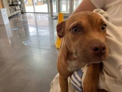 Shelter Stray Female Dog last seen Near BLOCK S GOLD ST, WICHITA KS 67217, Wichita, KS 67219