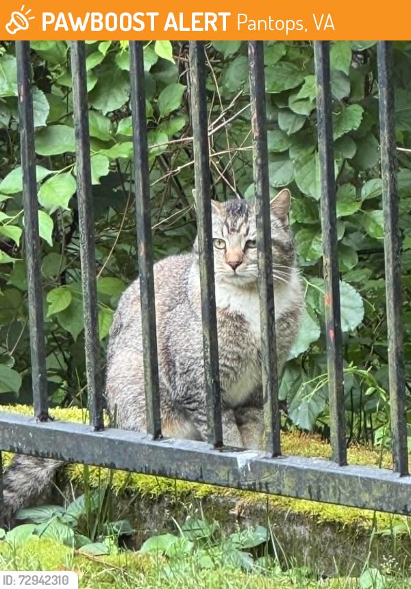 Found/Stray Unknown Cat last seen Riverbend Drive and South Pantops Drive, Pantops, VA 22901