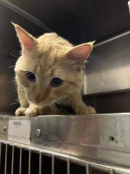 Shelter Stray Male Cat last seen , Tucson, AZ 85745