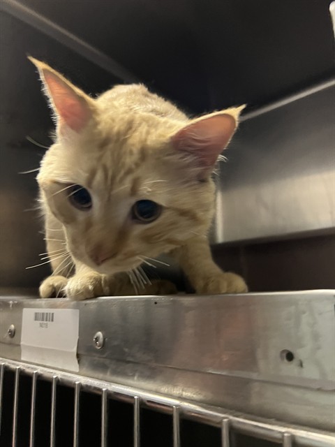 Shelter Stray Male Cat last seen , Tucson, AZ 85745