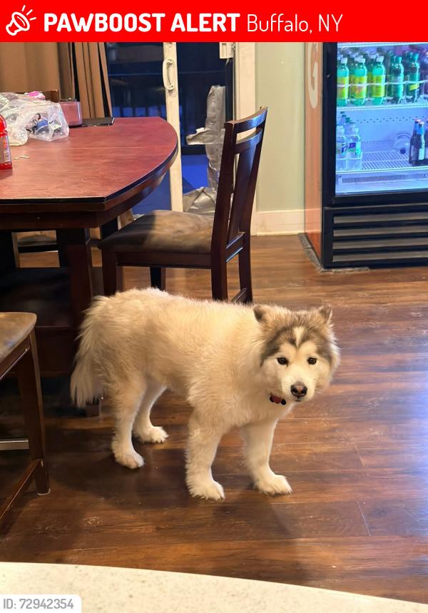Lost Female Dog last seen Lein rd & Seneca St, Buffalo, NY 14224
