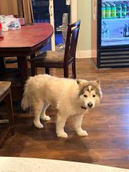Lost Female Dog last seen Lein rd & Seneca St, Buffalo, NY 14224