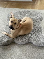 Reunited Male Dog last seen Near Granny White Pike, Brentwood, TN 37027