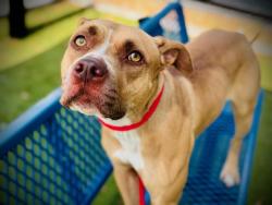 Shelter Stray Female Dog last seen , Orlando, FL 32839