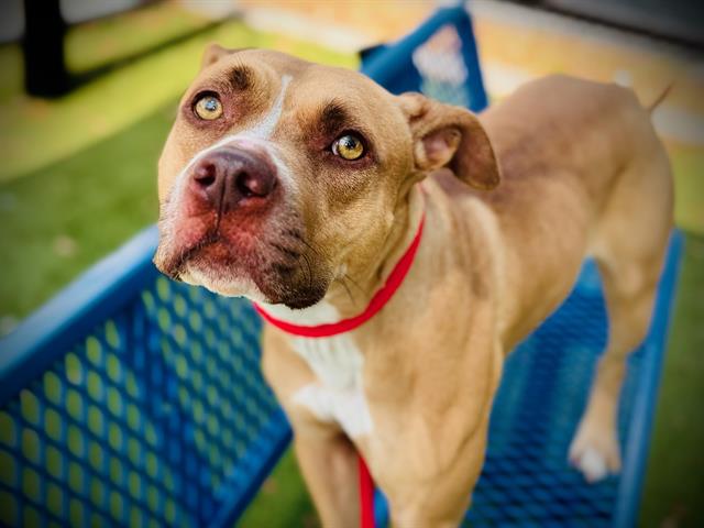 Shelter Stray Female Dog last seen , 2769 Conroy Rd, Orlando, FL 32839, USA