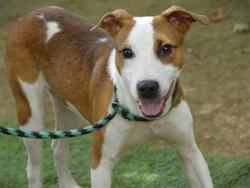Shelter Stray Male Dog last seen Near BLOCK HOLTON ST, TALLAHASSEE FL 32310, Tallahassee, FL 32311