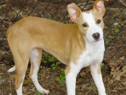 Shelter Stray Female Dog last seen Near BLOCK HOLTON ST, TALLAHASSEE FL 32310, Tallahassee, FL 32311