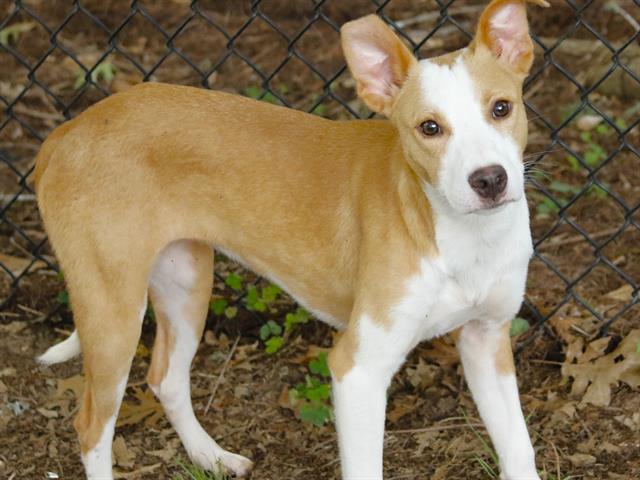 Shelter Stray Female Dog last seen Near BLOCK HOLTON ST, TALLAHASSEE FL 32310, Tallahassee, FL 32311