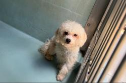 Shelter Stray Male Dog last seen VALLEY OAK/OAK CANYON, Irvine, CA 92618