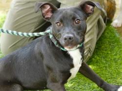Shelter Stray Female Dog last seen Near BLOCK HOLTON ST, TALLAHASSEE FL 32310, Tallahassee, FL 32311