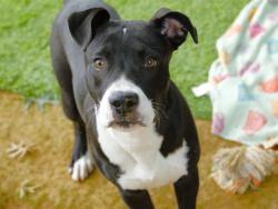 Shelter Stray Male Dog last seen Near BLOCK N MONROE ST, TALLAHASSEE FL 32303, Tallahassee, FL 32311