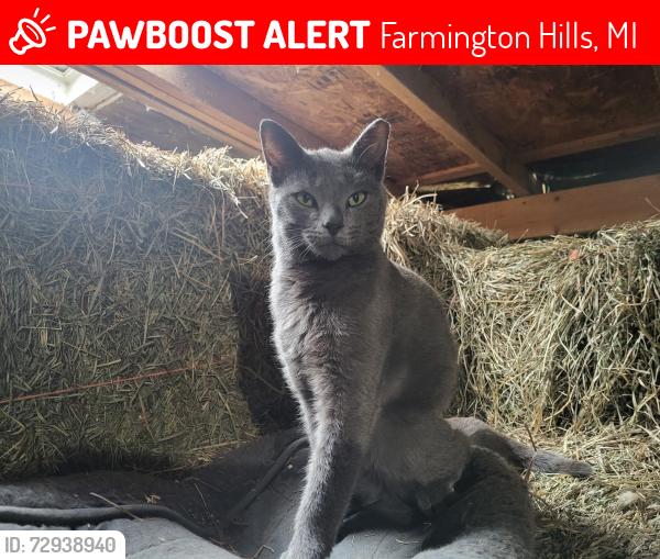 Lost Male Cat last seen Farmington and 11 mile, Farmington Hills, MI 48335