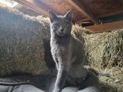 Lost Male Cat last seen Farmington  and 11 mile, Farmington Hills, MI 48335