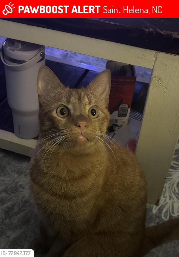 Lost Male Cat last seen Highway 117 between new rd and over st, Saint Helena, NC 28425
