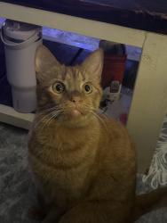 Lost Male Cat last seen Highway 117 between new rd and over st, Saint Helena, NC 28425