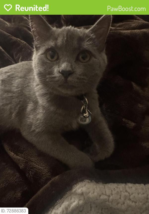 Reunited Male Cat last seen Sunfish pl NE, Rochester, MN 55906