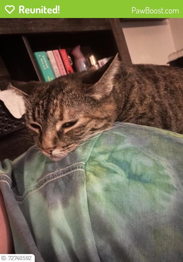 Reunited Female Cat last seen Fruitvale Rd, California, USA, Placer County, CA 95658