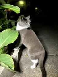 Lost Female Cat last seen Paulwood Dr and Portal Dr Houston, Texas, Houston, TX 77071