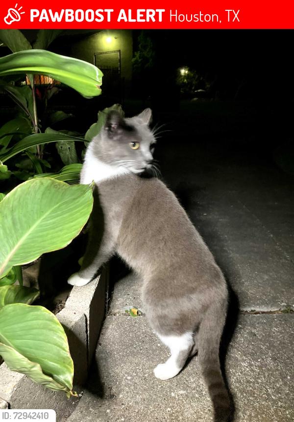Lost Female Cat last seen Paulwood Dr and Portal Dr Houston, Texas, Houston, TX 77071