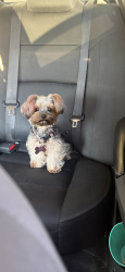 Lost Female Dog last seen Mcree street / big spring street, Forney, TX 75126