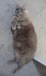 Reunited Male Cat last seen Havens Cross in The Crossings NBTX, Comal County, TX 78132