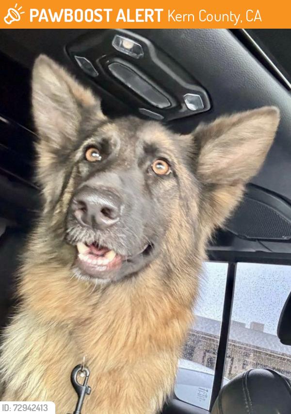 Found/Stray Female Dog last seen Highway 58 & General Beale Road, Kern County, CA 93203