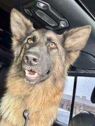 Found/Stray Female Dog last seen Highway 58 & General Beale Road, Kern County, CA 93203