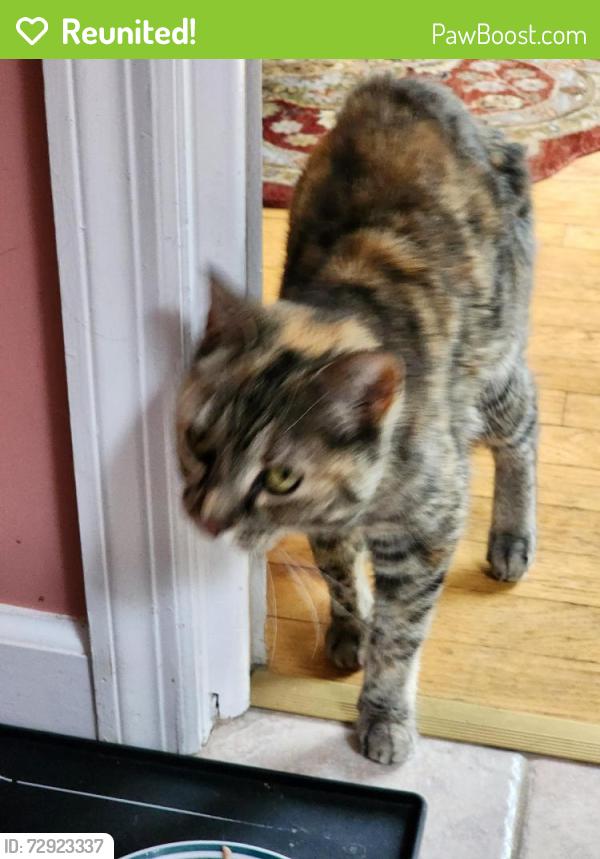 Reunited Female Cat last seen Colleen Dr and Main Ave, Wynantskill, NY 12198
